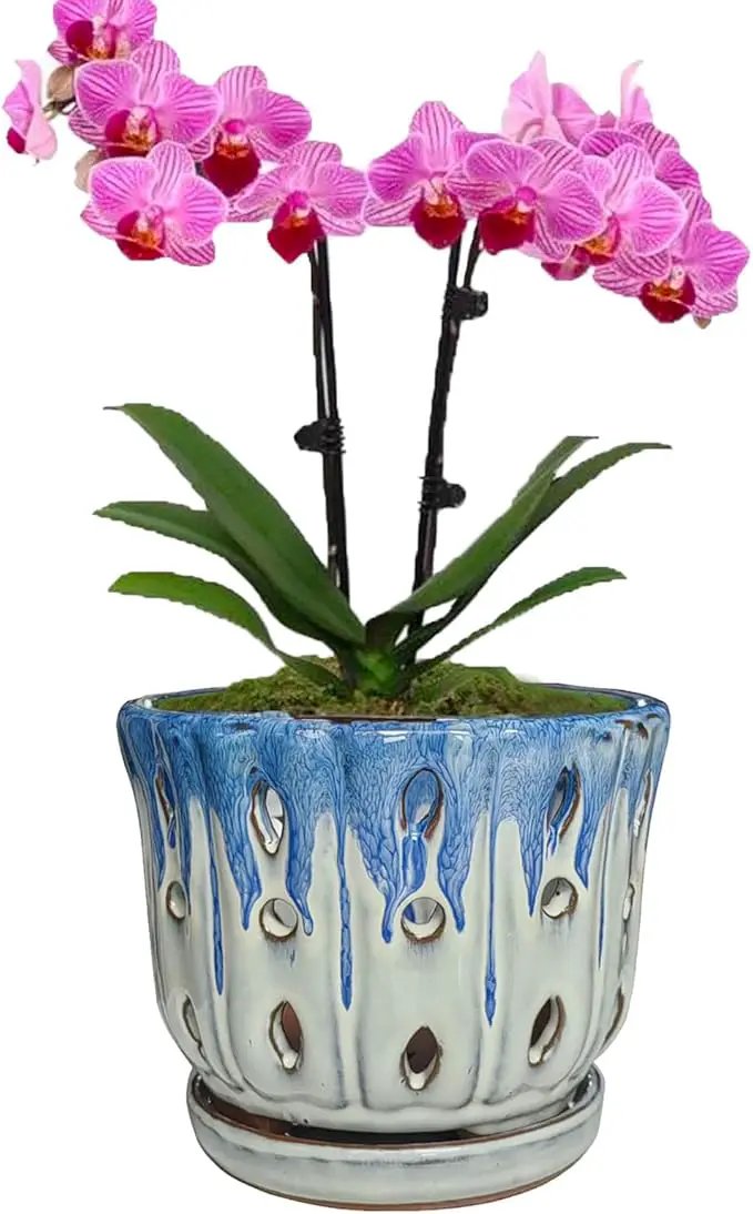 Ceramic Orchid Pot with Drainage Hole 6'' Orchid Planter (Blue Cover White) by GreenHaven Gardens