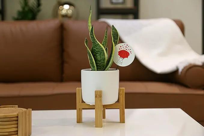 Costa Farms Live Indoor Snake Plant, Easy to Grow Mother in Laws Tongue, Sansevieria Houseplant, in Flower Pot Planter for Room and Home Décor, Housewarming, 8-Inches Tall by GreenHaven Gardens