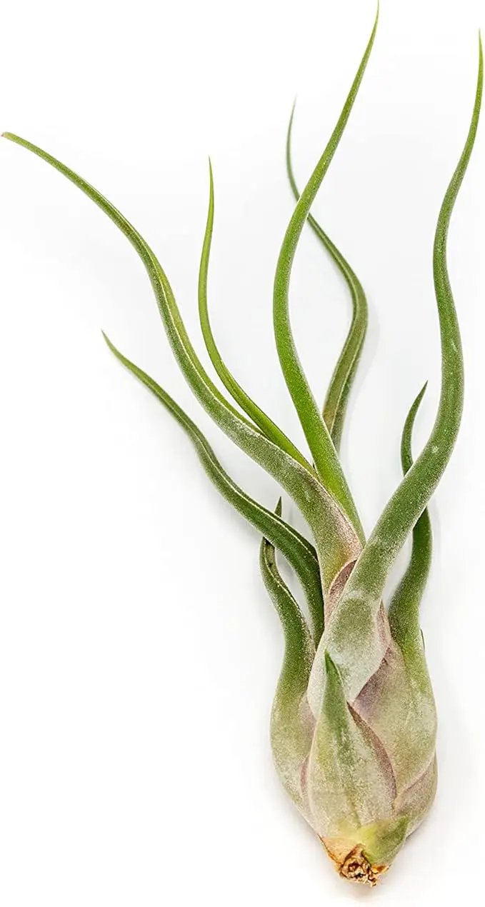 5 Pack of Large Tillandsia Air Plants - Xerographica, Juncea, Bulbosa, Caput Medusae & Harrisii- Live Succulent House Plants Availabe in Wholesale and Bulk - Easy Care Indoor and Outdoor Plant by GreenHaven Gardens