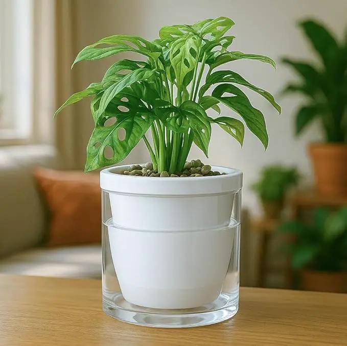 D'vine Dev 6 Inch Design Self Watering Planter for Indoor Plants, White Terracotta Pots with Cylinder Glass Cup, 37-X-B-2 by GreenHaven Gardens
