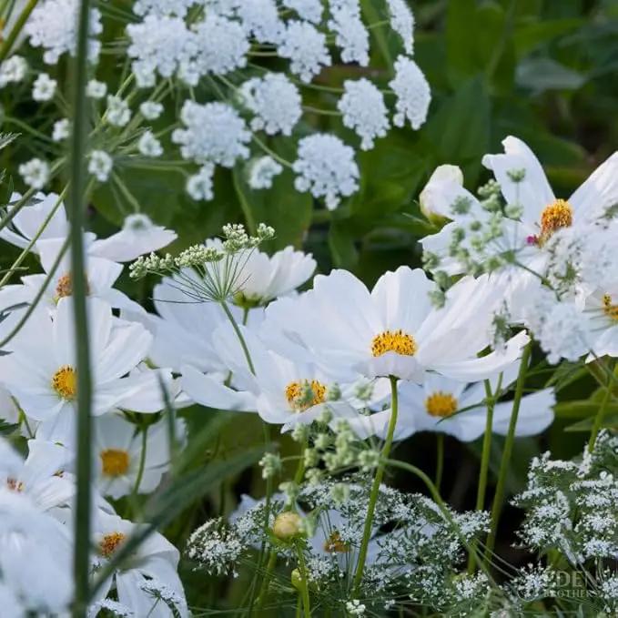 Eden Brothers Moon Garden Flower Mixed Seeds for Planting, 1 oz, 30,000+ Seeds with Cosmos Purity, Bishop's Flower | Attracts Pollinators, Plant in Spring or Fall, Zones 3, 4, 5, 6, 7, 8, 9, 10 by GreenHaven Gardens