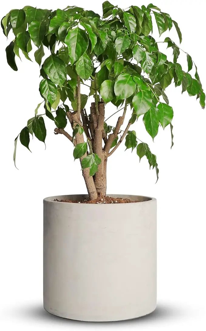 Mozing Cement Plant Pots Indoor - 14 inch Concrete Planter Pot for Planting - Modern Stone Clay Flower Pot with Drainage Hole for Garden, Home, Office Decor, Grey by GreenHaven Gardens
