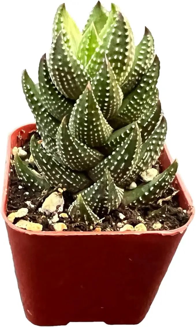 Live Succulent Haworthia coarctata f. chalwinii, Approx 2-inch Large, Potted Succulents, Fully Rooted, Easy Care House Plants by GreenHaven Gardens