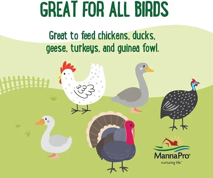 Manna Pro Farmhouse Favorites Critter Combo Crunch Bug Jug – Engaging Poultry Treat – Blend of Black Solider Fly Larvae, Mealworms & Shrimp – Great Source of Protein – Encourages Foraging – 25oz by GreenHaven Gardens