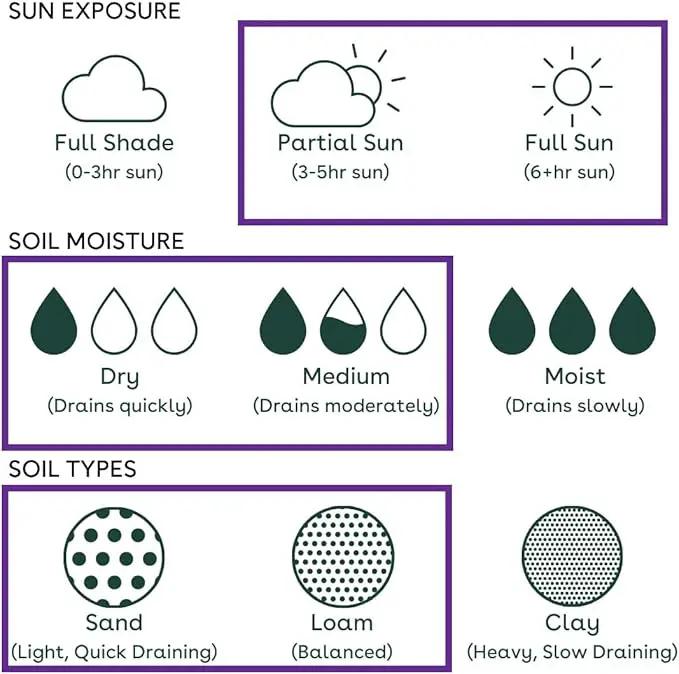 32 Live Butterfly Milkweed Plants (Asclepias tuberosa) Perennial Wildflowers from My Home Park – Individually Potted in 4” Pots – 4–8” Tall on Arrival – Not Seeds – Blooms in Mid-Summer – Zones 4-8 by GreenHaven Gardens