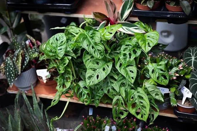 Organic Potting Soil for Tomato Plants - 4 Quart - Hand-Mixed with Natural Ingredients for Optimal Growth and Nutrient Retention by GreenHaven Gardens