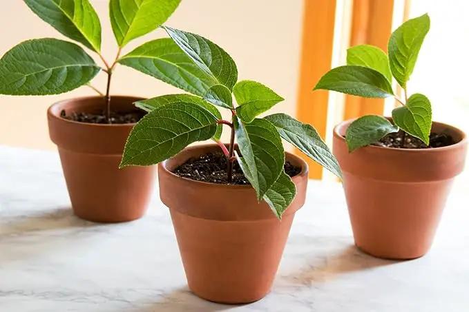 Organic Plant Propagation Premium Potting Mix - Achieve Ideal Air and Moisture Balance - 3 Quart by GreenHaven Gardens
