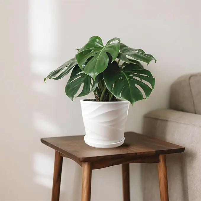 8 Inch Plant Pot, Ceramic Planter with Drainage and Saucer, Ceramic Pots for Plants, Indoor Plant pots,Succulent Orchid Flower Pot(Pure White) by GreenHaven Gardens
