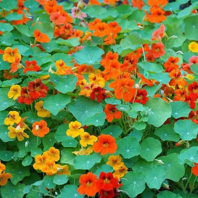 Dirt Goddess Super Seed~ Nasturtium, Tall Trailing Mix Seed~ Tropaeolum majus (5 Lbs) by GreenHaven Gardens