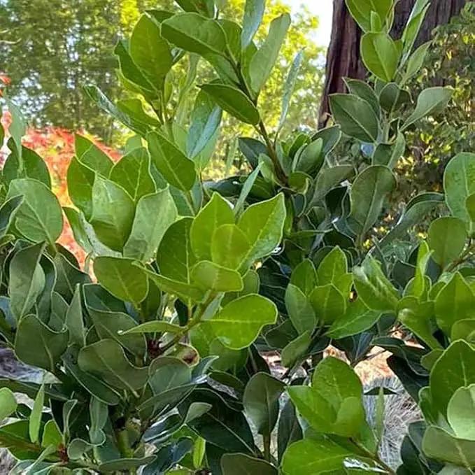 Mediterranean Bay Leaf, Bay Laurel Live Plant. Saratoga Variety - Laurus Nobilis. Live Plant. Fragrant, Fresh, Edible. Best for Pot Planting and Indoor. Mild Flavor. (2 Saratoga Plants in Cup) by GreenHaven Gardens