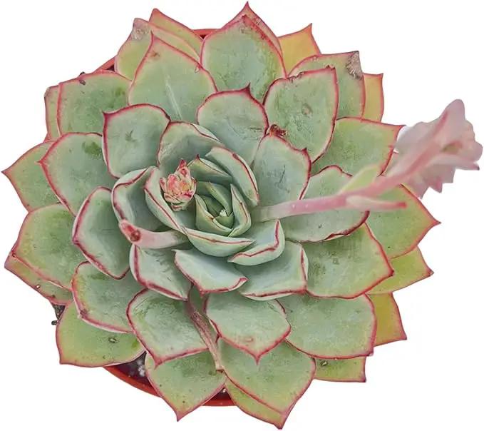 Live Succulent Plants Echeveria Moon GAD Varnish, Easy Care Potted Succulents, Approx 4" D x 4" H, Indoor Houseplant, Unique Gifts, Home Office Décor by GreenHaven Gardens