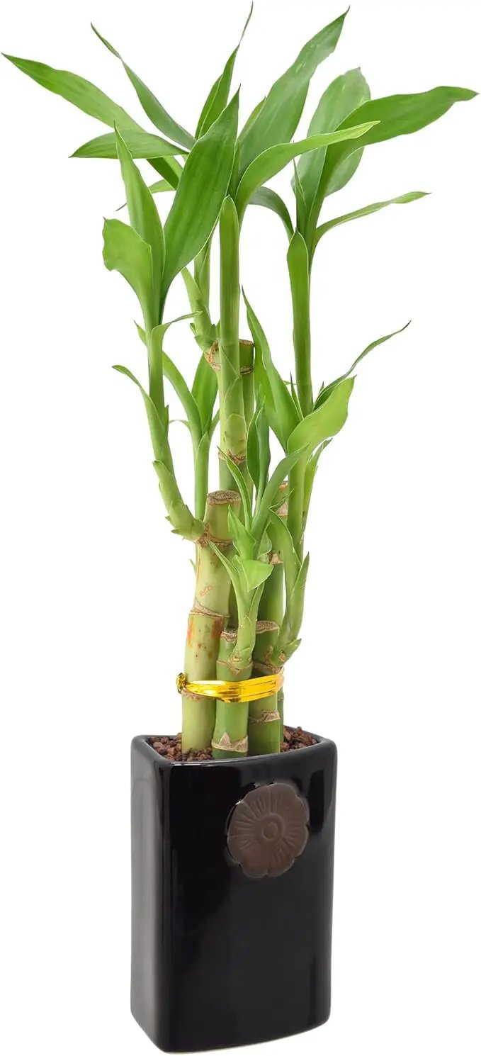 Arcadia Garden Products 5-Stem Lucky Bamboo, Live Indoor Plant in Contour II Ceramic Planter for Home, Work, or Gift, Black ***Cannot Ship to Hawaii*** by GreenHaven Gardens