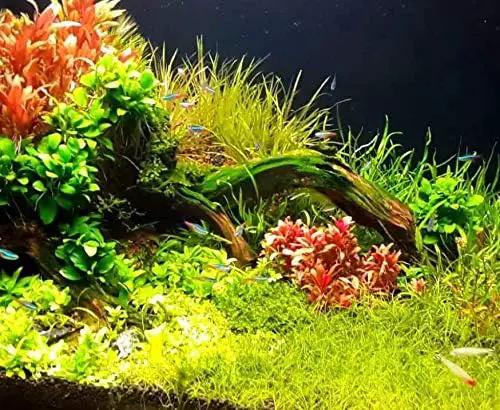 Alternanthera Reineckii Rosanervig Red Tissue Culture Cup Freshwater Live Aquarium Plants Decoration BUY2GET1FREE by GreenHaven Gardens