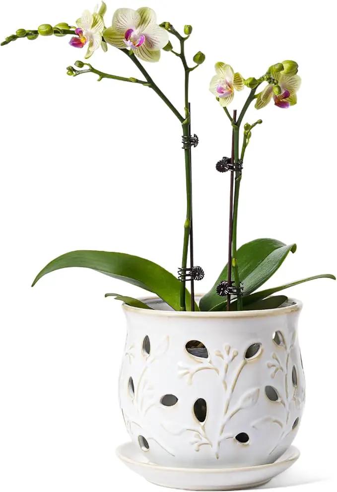 LE TAUCI Ceramic Orchid Pot, 6.5 Inch Orchid Pots with Holes, Orchid Planter for Repotting, Indoor Flower Plant Pot with Drainage and Saucer, Arctic White by GreenHaven Gardens