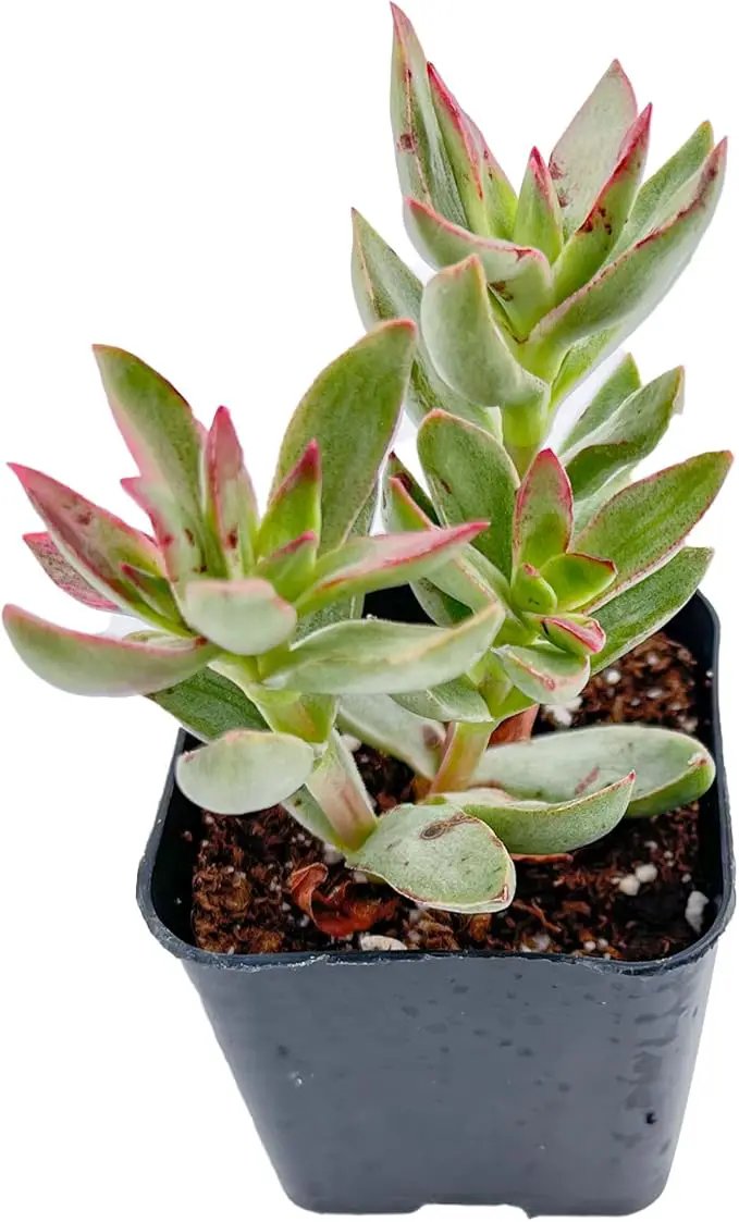 Live Succulent Crassula rubricaulis 'Candy Cane', Approx 2-inch Large, Potted Succulents, Fully Rooted, Easy Care House Plants by GreenHaven Gardens