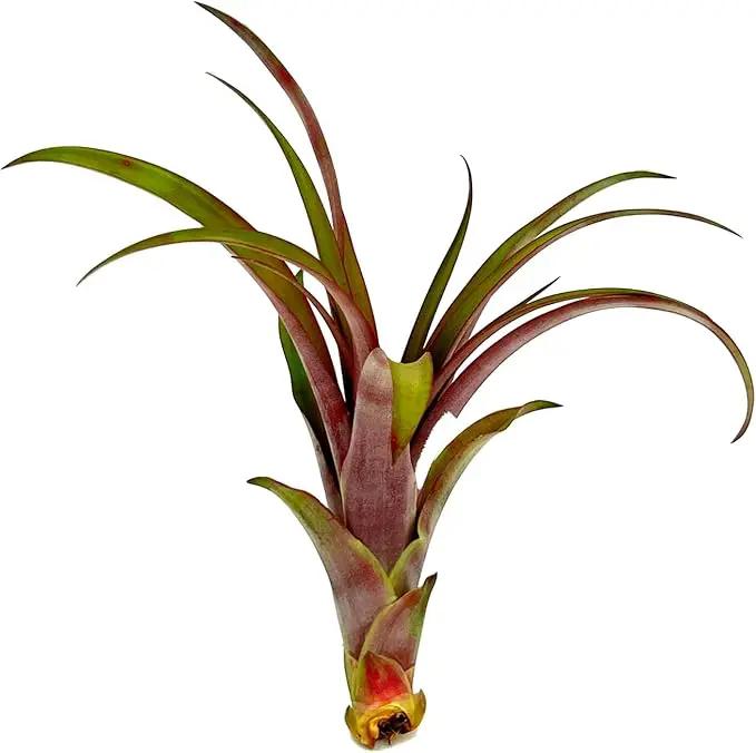 Air Plants - Tillandsia Red Capitata, Large 5-7” - 1ct - Live Arrival Guaranteed - House Plants for Home Decor & Gift by GreenHaven Gardens