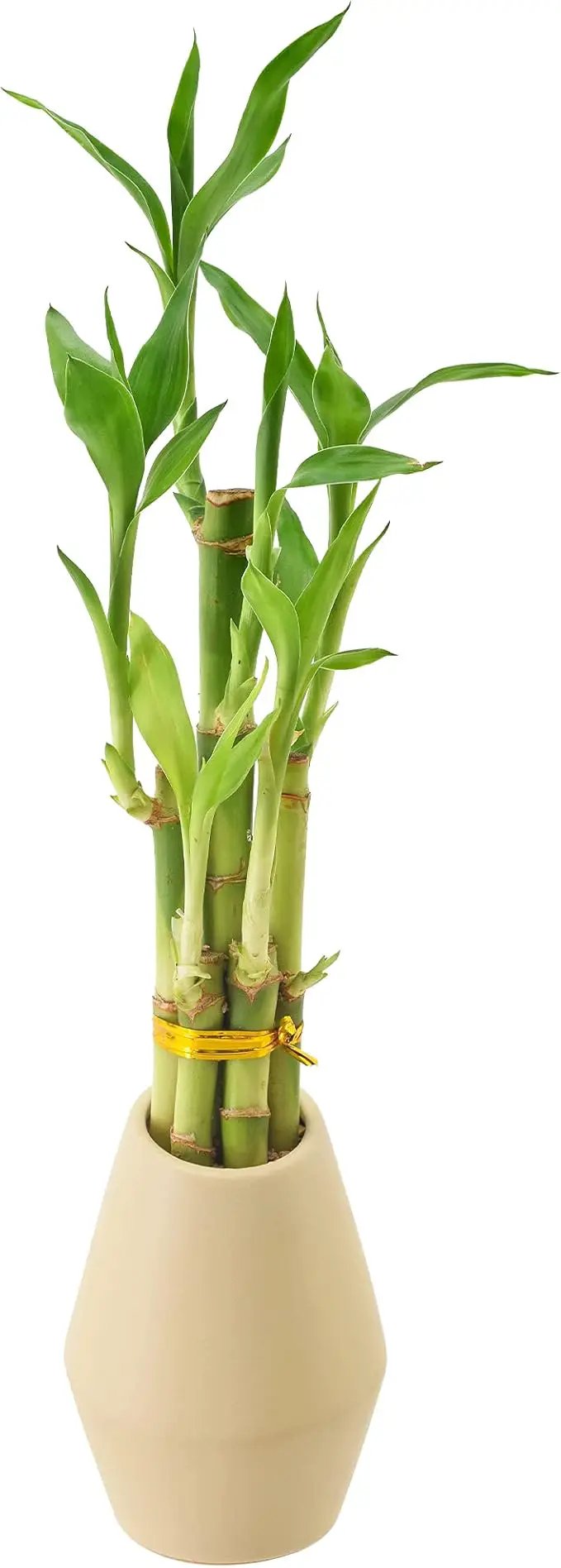 Arcadia Garden Products 5-Stem Lucky Bamboo, Live Indoor Plant in Dimension II Ceramic Planter for Home, Work, or Gift, Tan ***Cannot Ship to Hawaii*** by GreenHaven Gardens