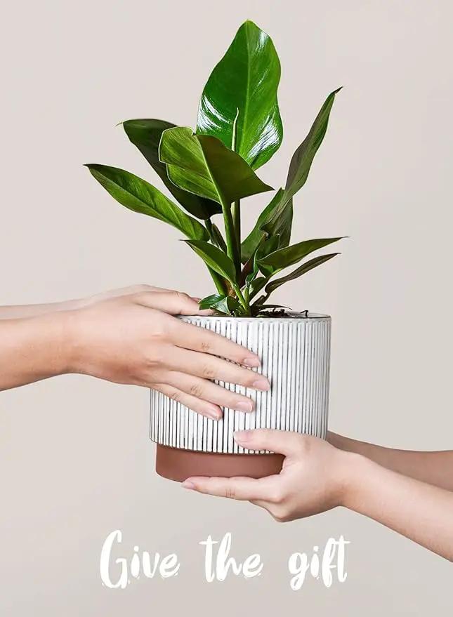 LE TAUCI Ceramic Plant Pots with Drainage Holes, Set of 3, 8+6.7+5.5 Inch Stripe Garden Planter Pots for Outdoor Indoor Plants Flower, Round Succulent Orchid Flower Pot, Reactive Glaze White by GreenHaven Gardens