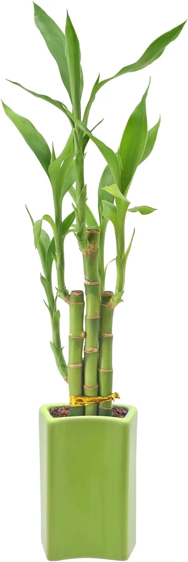 Arcadia Garden Products 5-Stem Lucky Bamboo, Live Indoor Plant in Contour II Ceramic Planter for Home, Work, or Gift, Green ***Cannot Ship to Hawaii*** by GreenHaven Gardens