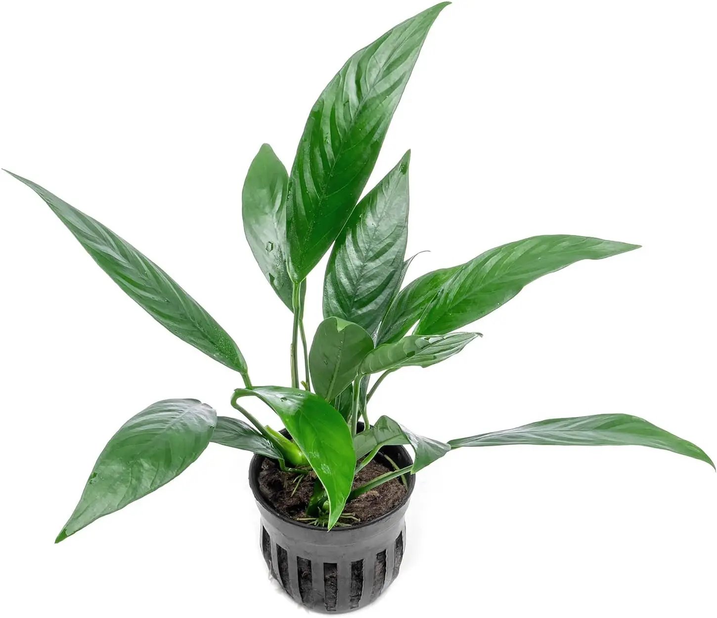 Anubias Live Aquarium Plants - Potted Freshwater Plant for Fish Tanks, Terrariums - Beginner Friendly Low Light (Glabra, 5 Pots) by GreenHaven Gardens