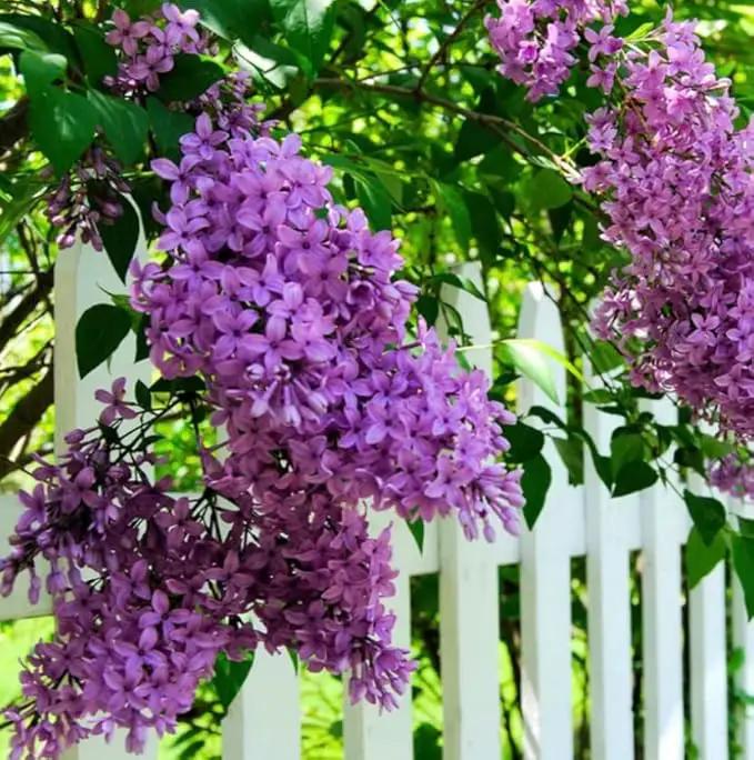 Two Pack of Common Old Fashioned Lilac Bushes - Fragrant Lavender Purple Flowers - 2 Live Plants 1 to 2 Feet Tall - Attract Hummingbirds and Butterflies by GreenHaven Gardens