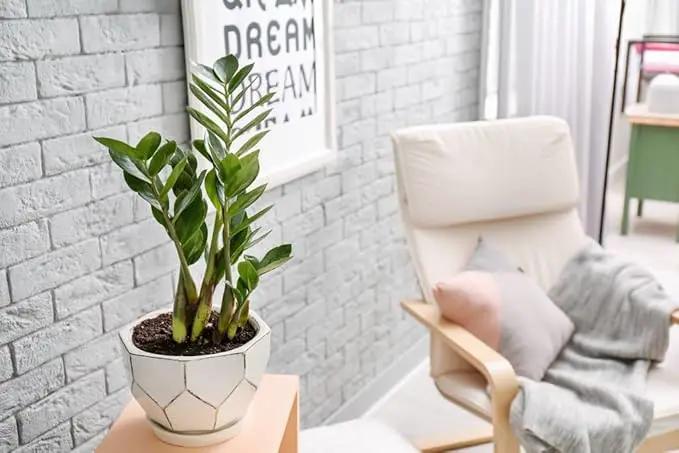 Zamioculcas Potting Mix - Promote Strong Roots and Captivating Foliage with Our Premium Blend - 4 QUART by GreenHaven Gardens