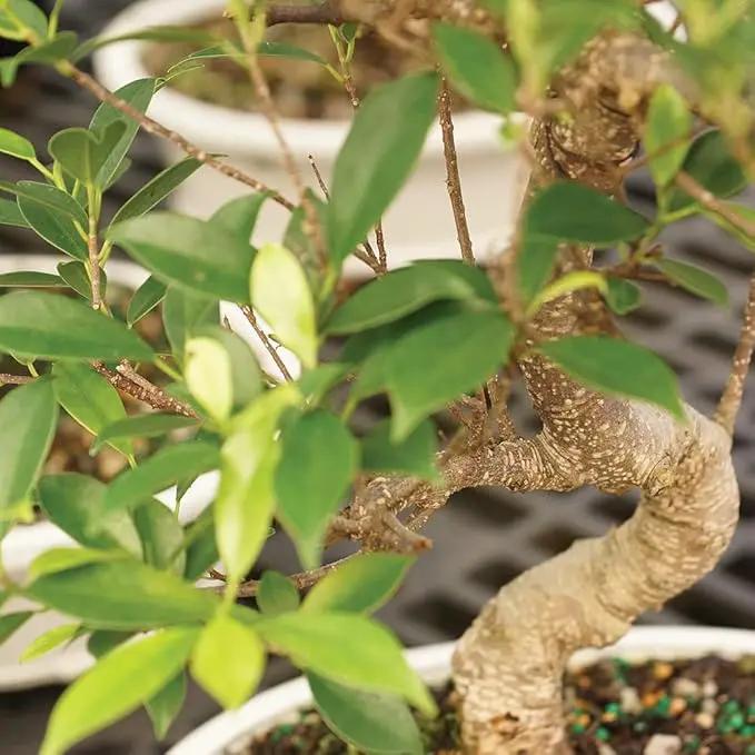 Brussel's Bonsai Live Golden Gate Ficus Indoor Bonsai Tree - Medium, 7 Years, 8 to 16 In - Live Bonsai Tree in Ceramic Bonsai Pot and Humidity Tray by GreenHaven Gardens