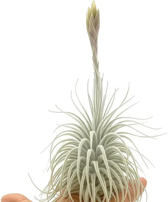 Live air Plant - Tillandsia Tectorum Air Plant 4-6" – 3ct – Unique Shape with Silvery Fuzz – Low Maintenance Houseplant – Perfect for Decor, Terrariums, Gifts - Live Arrival Guaranteed by GreenHaven Gardens