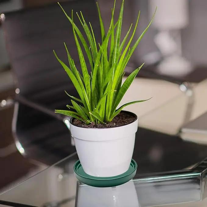 2 Pack Ceramic Plant Saucer Pot Tray 8 Inch, Planter Saucers 4 5 6 7 8 9 10 11 12 Inch for Indoors Outdoor, Durable Sturdy Flower Drainage Tray for Glazed Pots Base (8.5 Inch Green) by GreenHaven Gardens