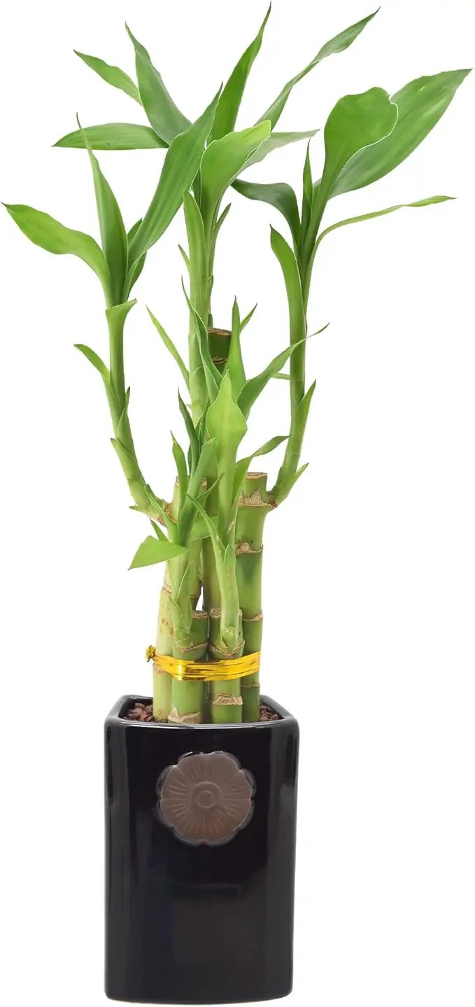 Arcadia Garden Products 5-Stem Lucky Bamboo, Live Indoor Plant in Contour II Ceramic Planter for Home, Work, or Gift, Black ***Cannot Ship to Hawaii*** by GreenHaven Gardens