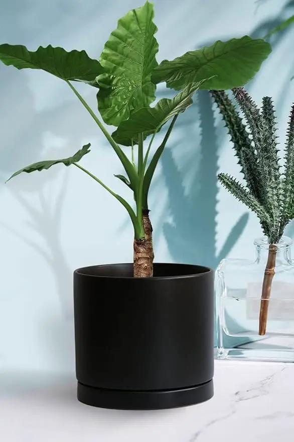 2 Pack Ceramic Plant Saucer Pot Tray 6 Inch, Planter Saucers 4 5 6 7 8 9 10 11 12 13 Inch for Indoors Outdoor, Durable Sturdy Flower Drainage drip Water Tray for Glazed Pots Base (6.4 Inch-Black) by GreenHaven Gardens
