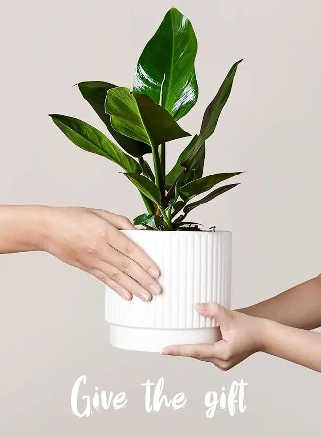 LE TAUCI Ceramic Plant Pots with Drainage Holes, Set of 3, 8+6.7+5.5 Inch Stripe Garden Planter Pots for Outdoor Indoor Plants Flower, Round Succulent Orchid Flower Pot, Small to Large Size, White by GreenHaven Gardens