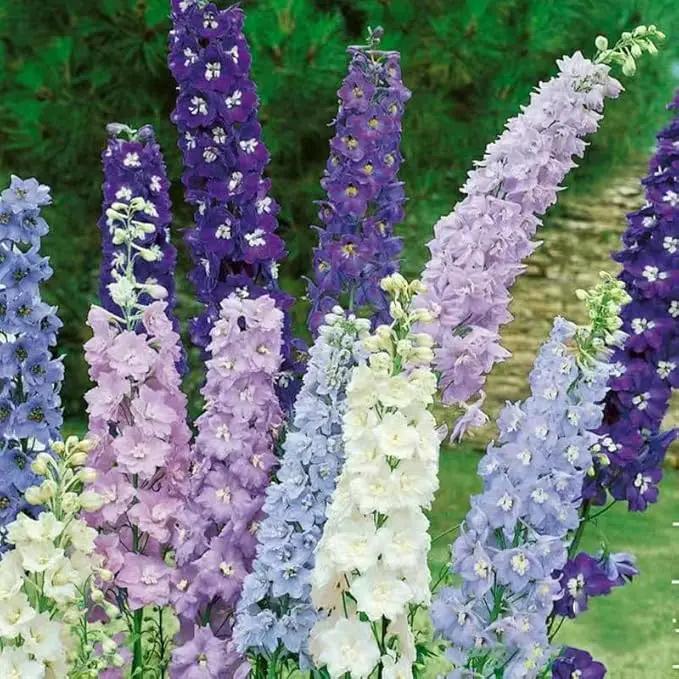 Consolida Ajacis Larkspur Flower Seeds Pack of 500+ Flower Seeds for Planting by GreenHaven Gardens