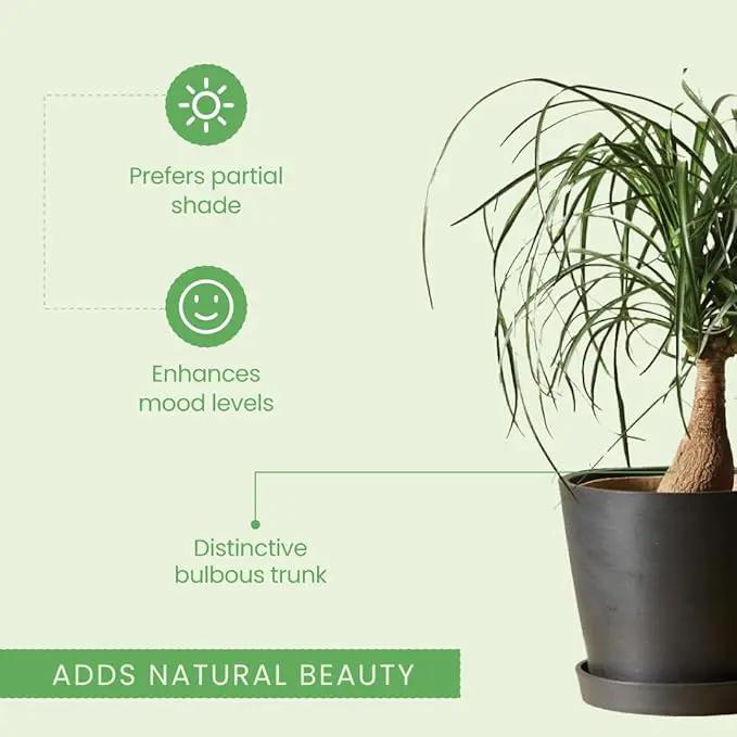 American Plant Exchange Ponytail Palm – 10-Inch Pot – Live Large Bonsai Plant, Pet Safe Indoor Tree, Easy Care Air Purifying Houseplant for Home, Office, or Gift Decor by GreenHaven Gardens