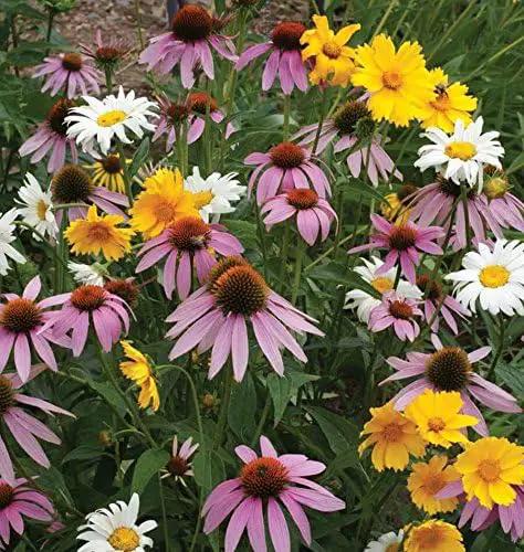 Dirt Goddess Super Seeds ~ All Perennial Wildflower Seed Mix (1/4 Lb) 84,000 Seeds Non GMO Bulk by GreenHaven Gardens