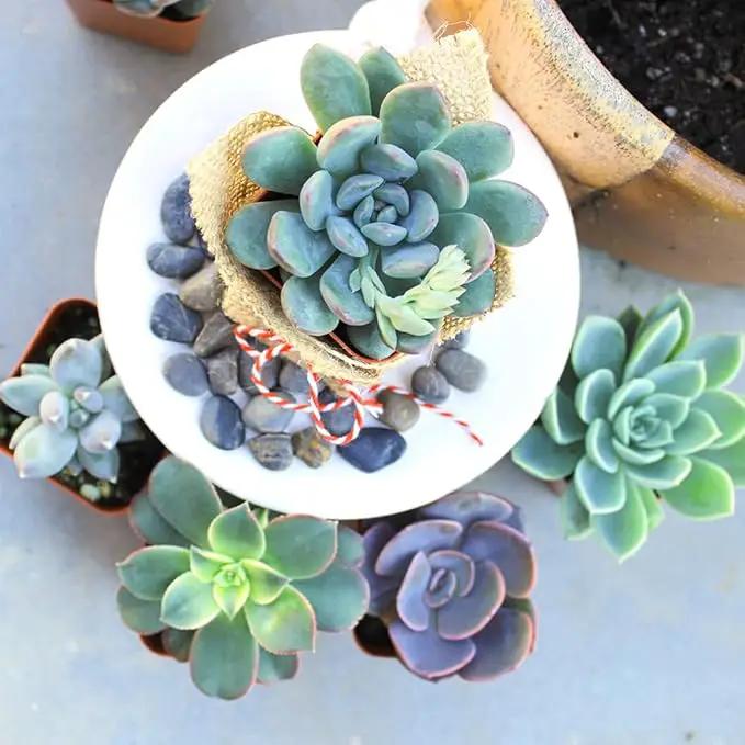 Altman Plants, Live Succulents Plants Live Houseplants (6PK), Succulents Live Plants Live House Plants Indoors Live, Live Cactus Plants Live Cacti Succulent Plants Live Indoor Plants Live Houseplants by GreenHaven Gardens