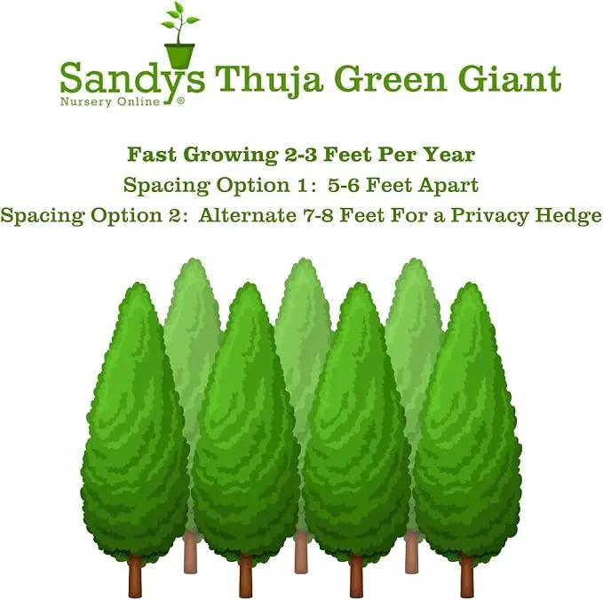 Thuja Green Giant Arborvitae Lot of 6, 3 Inch Pot by GreenHaven Gardens
