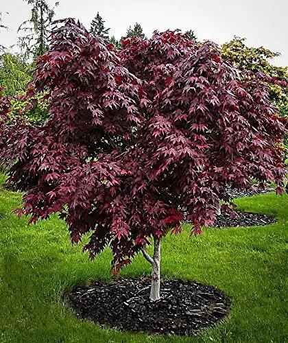 Red Japanese Maple - Live Plant 2-3 feet Tall - Deep Red Leaves by GreenHaven Gardens