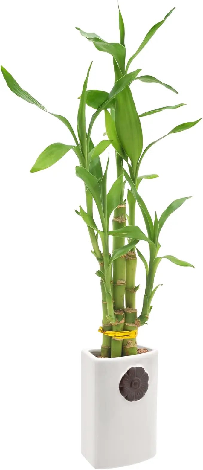 5-Stem Lucky Bamboo, Live Indoor Plant in Contour II Ceramic Planter for Home, Work, or Gift, White ***Cannot Ship to Hawaii*** by GreenHaven Gardens
