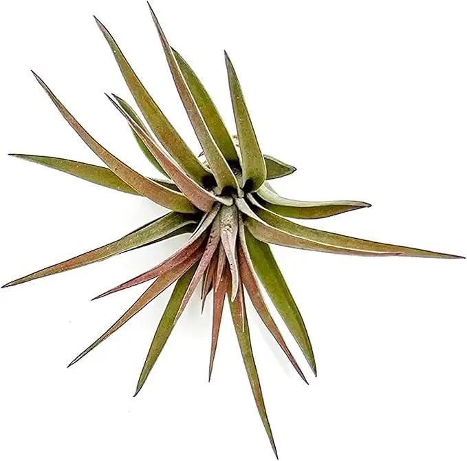 Air Plants - Tillandsia Brachycaulos Abdita, Large 4-6" - 5 ct - Live Arrival Guaranteed - House Plants for Home Decor & Gift by GreenHaven Gardens
