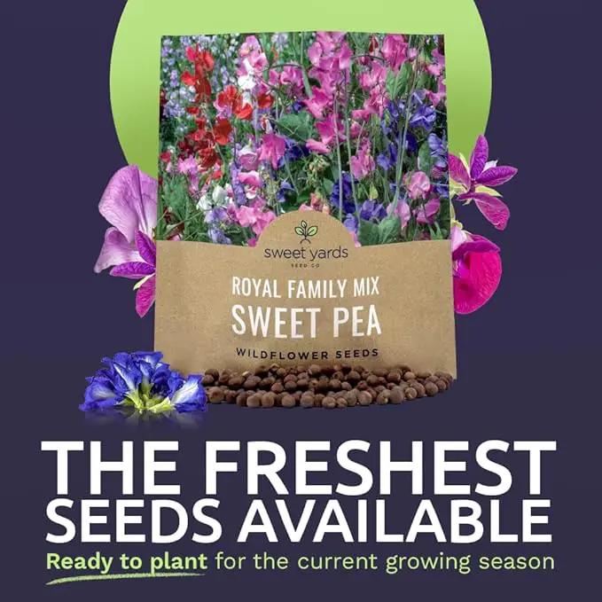 Sweet Pea Seeds Royal Mix - Bulk 1 Ounce Packet - Over 350 Seeds - Large Fragrant Lavender, Purple, Red, Pink and White Blooms by GreenHaven Gardens