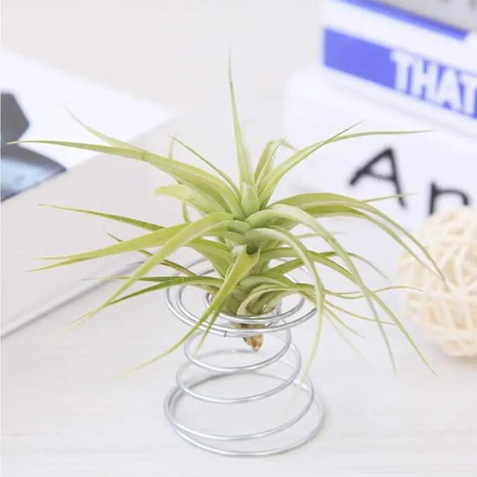 40 Pack Air Plant Stand Holder Tillandsia Airplant Container with Suction Cup Tabletop Planter Display Racks for Hanging Tillandsia House Plants by GreenHaven Gardens