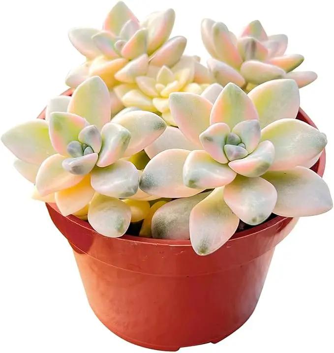 Live Succulents 'Apricot Beauty' (4-inch), Succulent Plants Fully Rooted in Pots with Soil, Easy-Care House Plant for DIY, Home Office Decor, Wedding Party Favor by GreenHaven Gardens