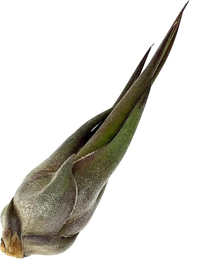 Air Plants - Tillandsia Seleriana, Large 4-6" - 2ct - Live Arrival Guaranteed - House Plants for Home Decor & Gift by GreenHaven Gardens