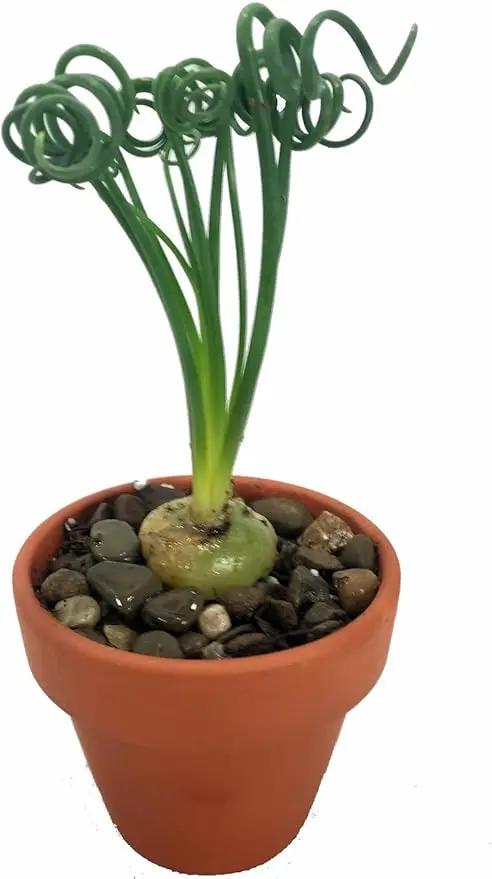 Rare Frizzle Sizzle Plant - Albuca spiralis - 2 Bulbs - Succulent House Plant by GreenHaven Gardens