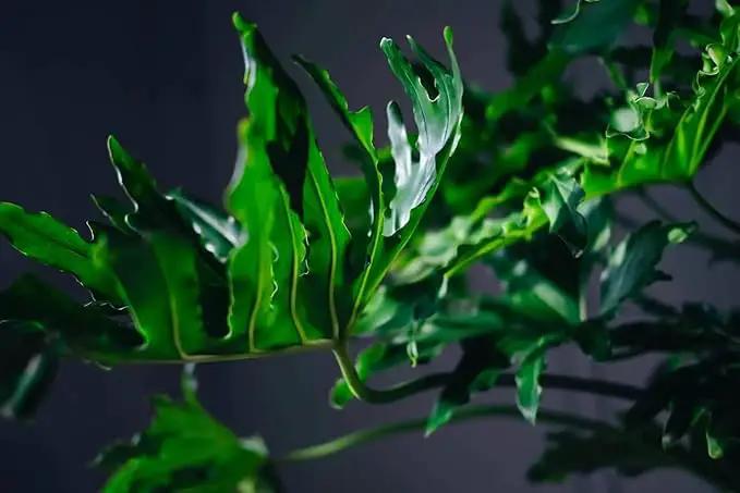 Split Leaf Philodendron Potting Soil - Enhances Aeration and Drainage for Thriving Foliage - 3 Quart by GreenHaven Gardens