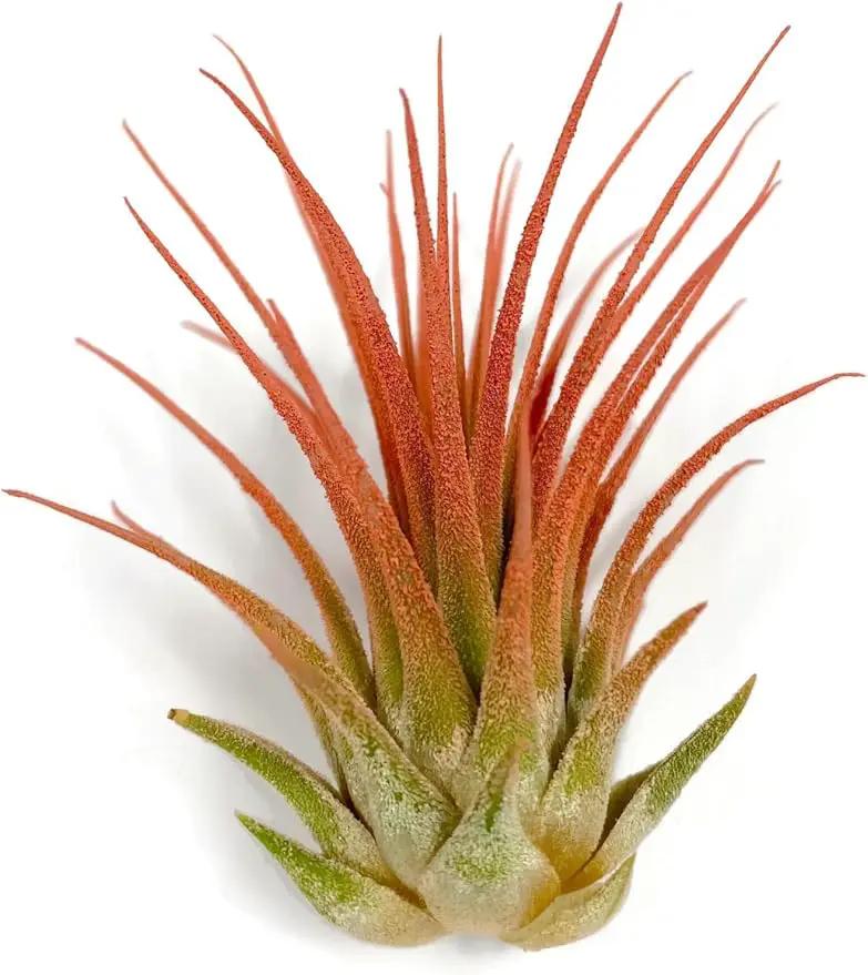 Ionantha Guatemala Tillandsia Air Plant, Guatemala Tillandsia Live Airplant, Healthy Arrival Guaranteed, Great Indoor Plant, Home Decor & Gift (Peach) by GreenHaven Gardens