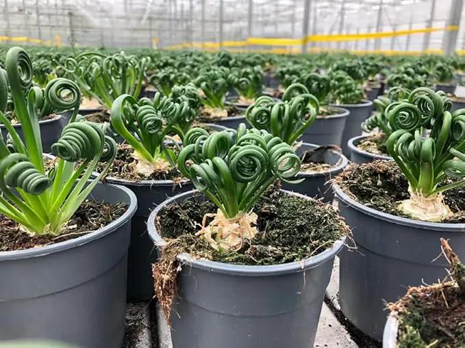 Premium Albuca Spiralis Potting Soil Mix - Perfect Balance of Nutrients, Drainage, and Aeration for Thriving Blooms - 1 Quart by GreenHaven Gardens