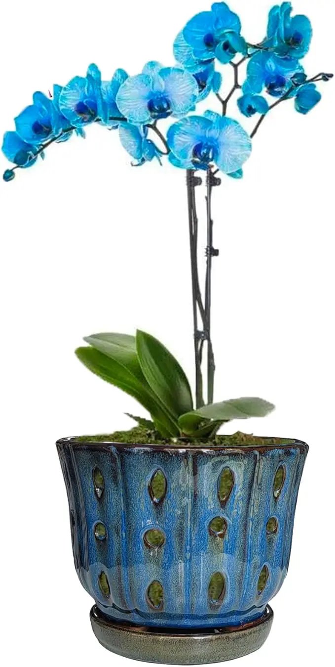 6 inch Round Ceramic Orchid Pot with Holes Orchid Planter (Dark Blue) by GreenHaven Gardens