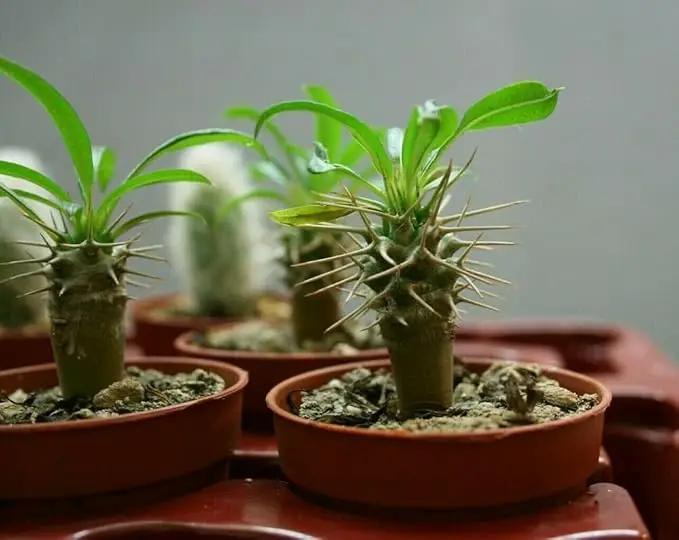 Madagascar Palm Potting Soil - Enhance Growth and Health with Professional Grade Nutrient-Rich Mix - 3 Quart by GreenHaven Gardens